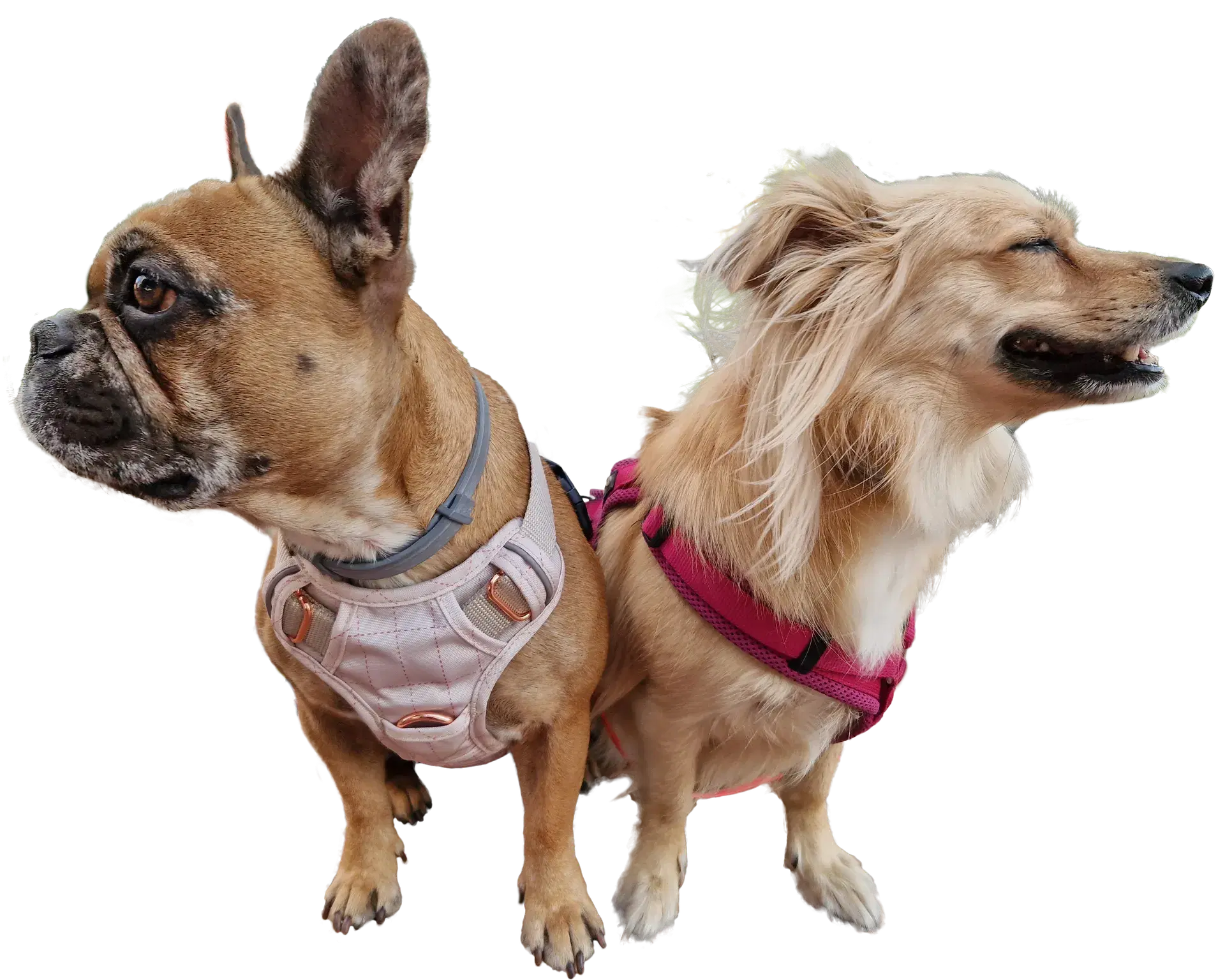 Maja und Balou